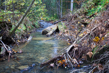 stream in the forest