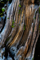 Closeup on old wood log with twisting and curving woodgrain.
