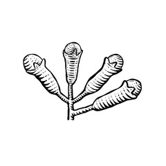 Clove hand drawn Vector Illustration. Retro botanical line art. Medical herb and spice. Vintage raw Cloves branch. Herbal vector illustration isolated on white background