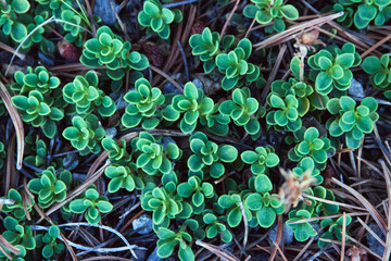 Close up on green succulent plants growing under the shade of a tree.  With brown pine needles carpeting the ground. 