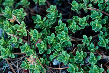 Close up on green succulent plants growing under the shade of a tree.  With brown pine needles carpeting the ground. 