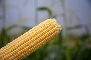 corn in the field