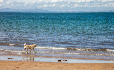 Dog Walking at Sea Shore