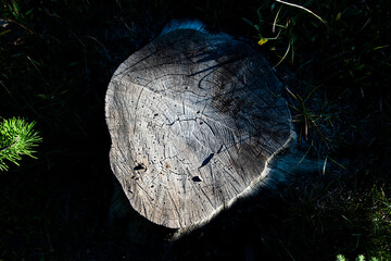 Close up on a cut tree stump, with harsh light and shadows. 