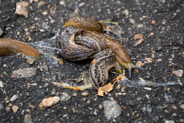 The snail moves due to the rhythmic contraction of the leg muscles