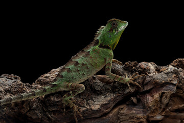 Gonocephalus kuhlii lizard closeup on wood, Closeup head of Gonocephalus kuhlii lizard 