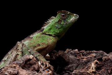 Gonocephalus kuhlii lizard closeup on wood, Closeup head of Gonocephalus kuhlii lizard 