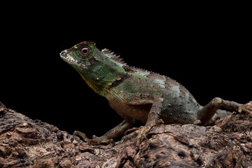 Gonocephalus kuhlii lizard closeup on wood, Closeup head of Gonocephalus kuhlii lizard 