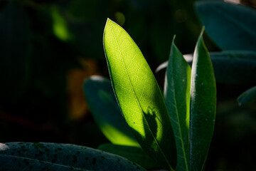 Close up on green leaves of a plant, with the leaf backlit to show the details of the leaf. 