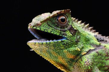Gonocephalus kuhlii lizard closeup head, Closeup head of Gonocephalus kuhlii lizard 
