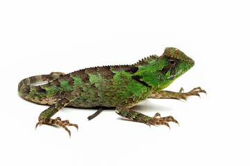 Gonocephalus kuhlii lizard closeup on wood, Closeup of Gonocephalus kuhlii lizard on white background