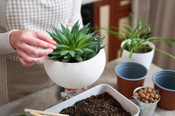 Woman holding planted Aloe Aristata Succulent Plant in white ceramic pot