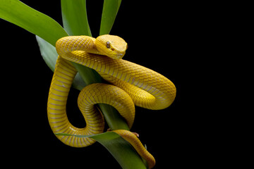 Obraz premium The Yellow White-lipped Pit Viper (Trimeresurus insularis) closeup on branch with black background