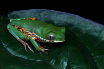 Phyllomedusa hypochondrialis climbing on branch, Northern orange-legged leaf frog or tiger-legged monkey frog closeup  