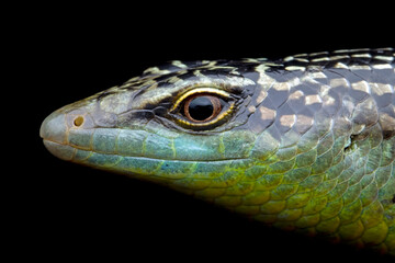 Olive Dasia Tree Skink lizard closeup on wood with isolated background, Olive Dasia Tree Skink lizard closeup from side view