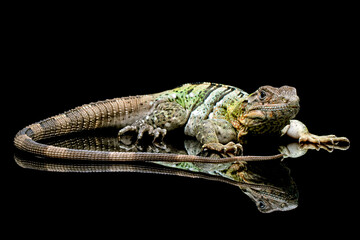 Ctenosaura similis Closeup on stone with isolated background, Ctenosaura similis lizard closeup