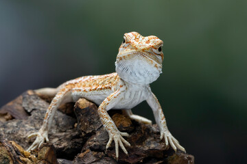Closeup Bearded Dragon on wood with isolated background, Bearded Dragon closeup 