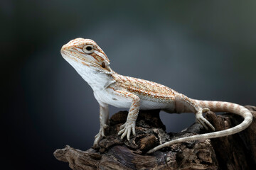 Closeup Bearded Dragon on wood with isolated background, Bearded Dragon closeup 