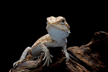 Closeup Bearded Dragon on wood with isolated background, Bearded Dragon closeup 