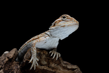 Closeup Bearded Dragon on wood with isolated background, Bearded Dragon closeup 