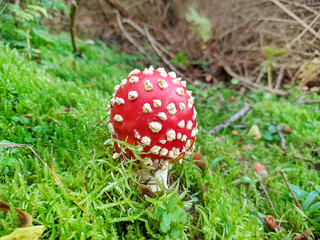 Fly agaric mushroom at the forest. Close up.