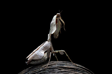 Dead Leaf Mantis on wood with black background, Deroplatys lobata closeup