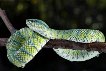 Tropidolaemus subannulatus wagleri viper closeup on branch