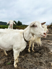 Obraz premium Three white goats graze outdoors. Free range goats, small goat milk and cheese farm.