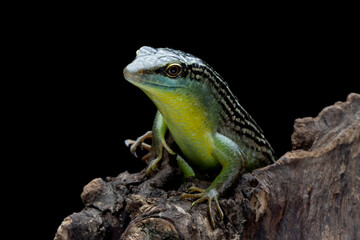 Olive Dasia Tree Skink lizard closeup on wood with isolated background