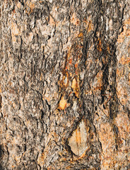 Close up on rough tree trunk bark, with sap running down the side. 