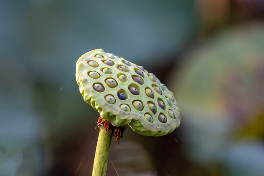 Close up Lotus seed pod