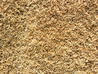 paddy or rice grains on the background yellow jasmine rice for background