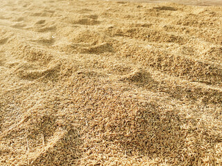 paddy or rice grains on the background yellow jasmine rice for background
