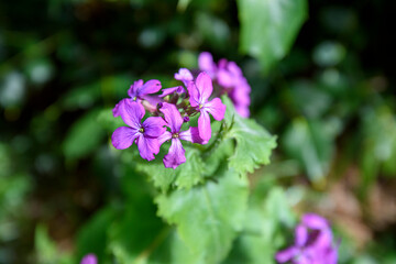 Spring flower At Erth Garden in Blackwood, Victoria, Australia