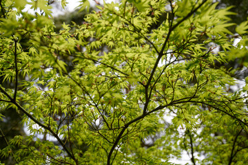 Spring flower At Erth Garden in Blackwood, Victoria, Australia