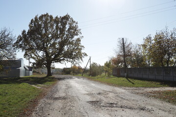 old oak tree on a rural street