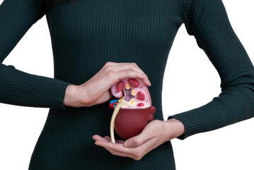 woman is holding mockup human kidney . Help and care concept