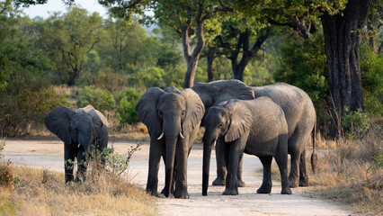 Obraz premium a herd of African elephants
