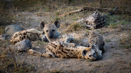 A spotted hyena clan in the wild