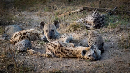 Wandcirkels aluminium A spotted hyena clan in the wild © Jurgens