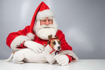 Portrait of santa claus and dog jack russell terrier in rudolf reindeer ears on a white background. 