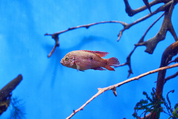 Hemi chromis-the handsome Hemichromis bimaculatus is an aquarium fish of the Cichlid family in blue water