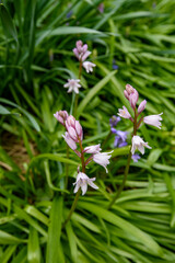 Spring flower At Erth Garden in Blackwood, Victoria, Australia