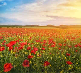 Meadow of poppies at sunset.