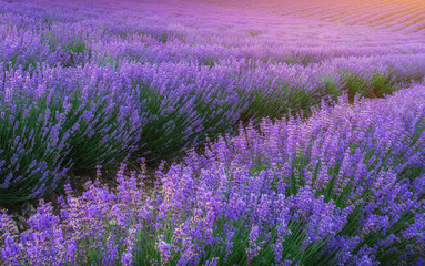 Fototapeta premium Meadow of lavender at sunset