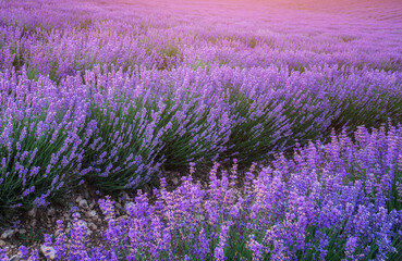 Meadow of lavender at sunset.