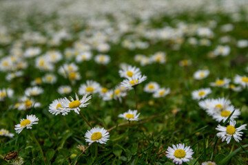 Spring flower At Erth Garden in Blackwood, Victoria, Australia