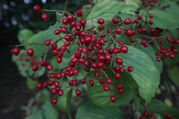 赤い実