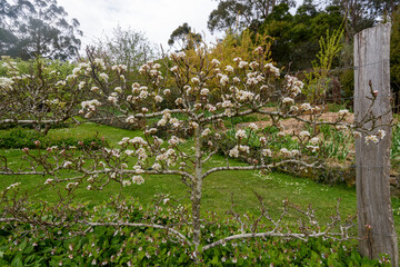 Fototapeta premium Spring garden Garden of Erth in Blackwood, Victoria Australia