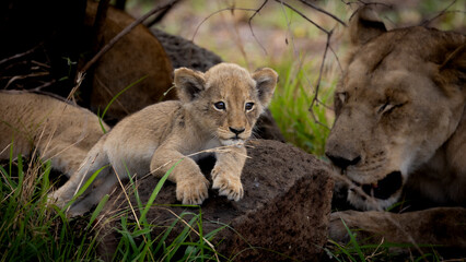 a Cute small lion cub 